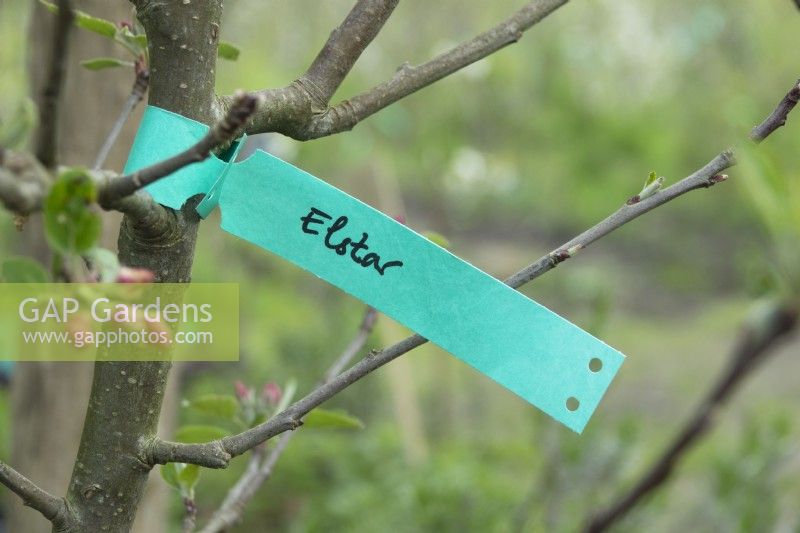 Étiquette à l'arbre fruitier Elstar Malus.