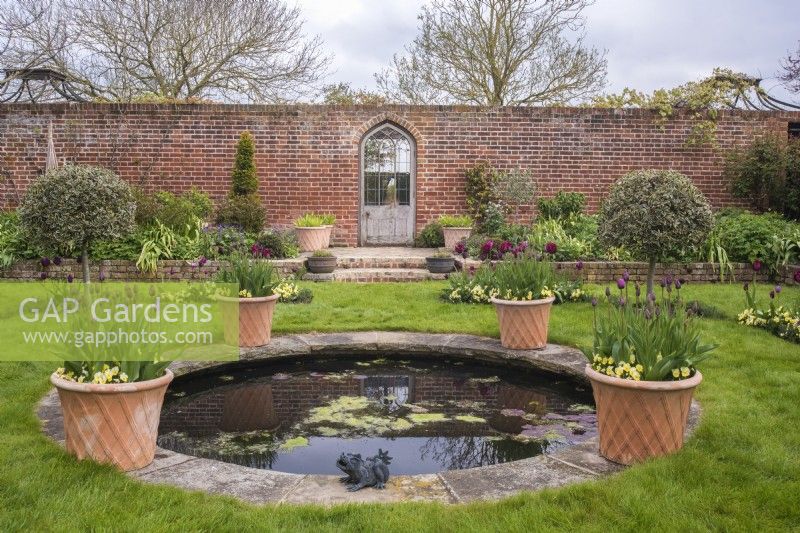 Vue sur jardin clos formel avec porte gothique avec petite piscine circulaire bordée de pots en terre cuite de tulipes bordeaux sous-plantées d'altos jaunes
