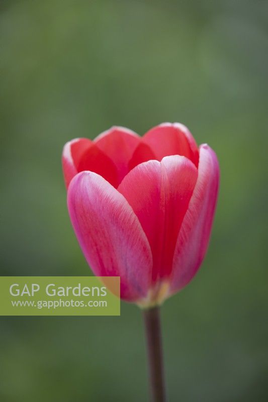 Tulipe 'Cosmopolite'
