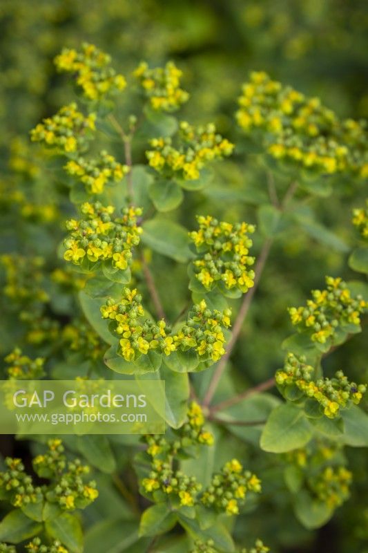 Euphorbia oblongata - Euphorbe des Balkans