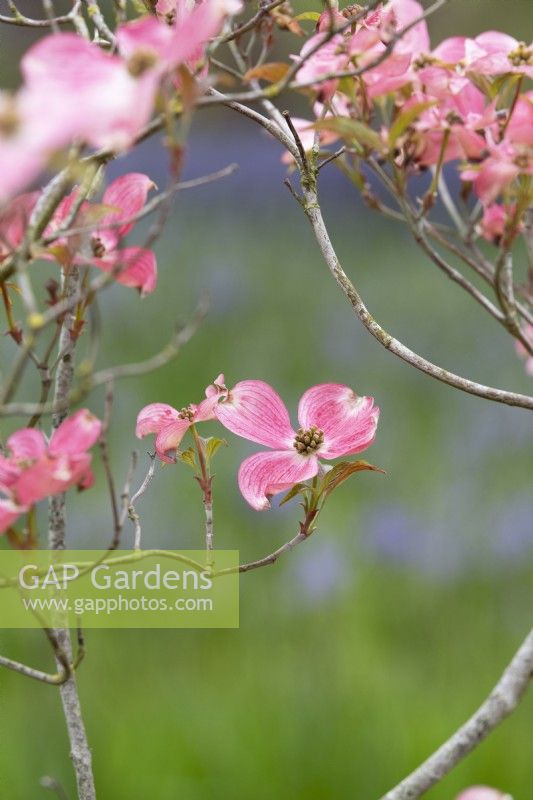 Cornus florida 'Cherokee Brave' - Cornouiller fleuri