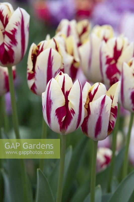 Tulipa 'Grande Perfection' - Tulipe Triomphe