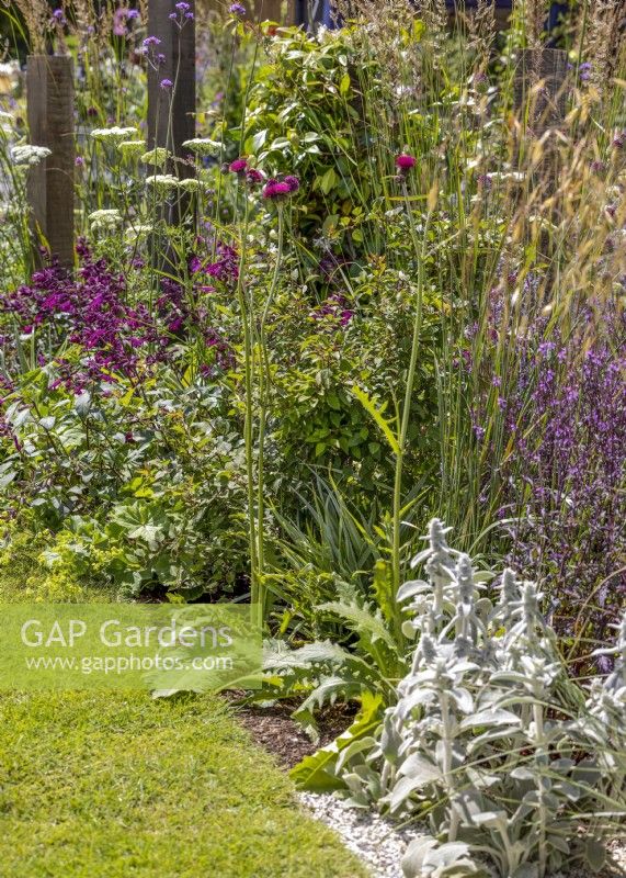 Jardin de vivaces colorées, été juin