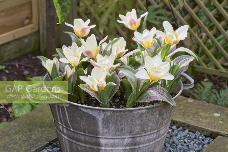 Tulipa 'The First' poussant dans un pot en métal galvanisé sur socle