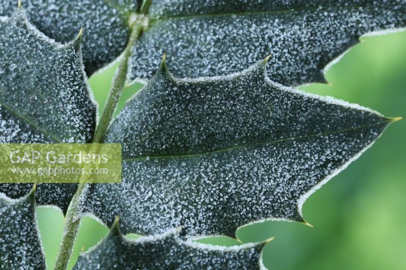 Frost on Mahonia x media 'Charity' quitte février
