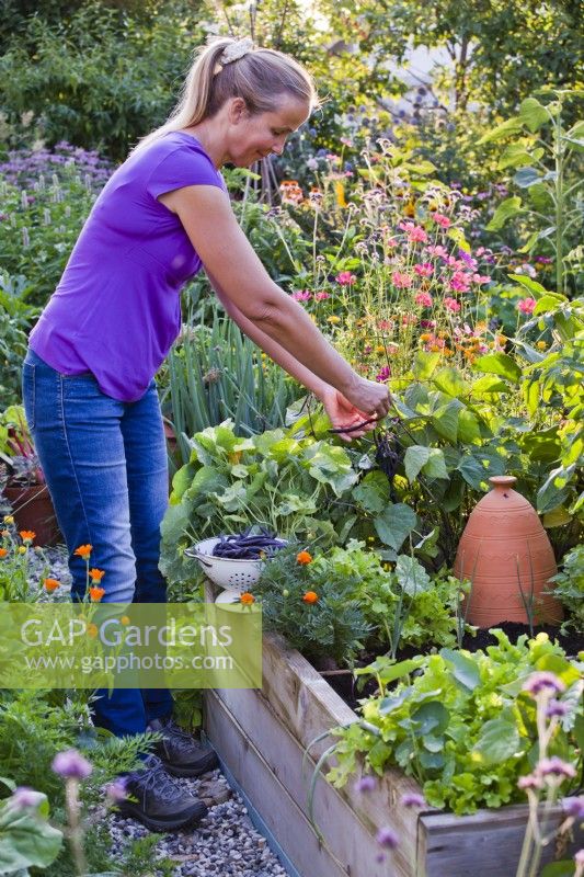 Femme récoltant le haricot violet 'Trionfo Violetto Nano' à partir d'une bordure de légumes surélevée.