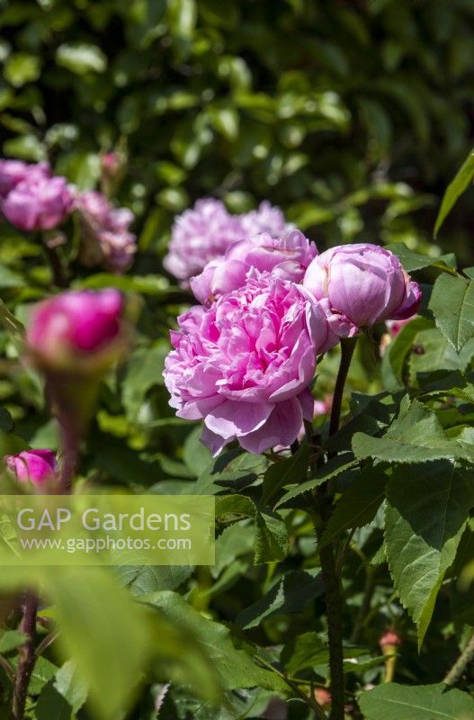 Rosa 'Jacques Cartier' - rose - juin