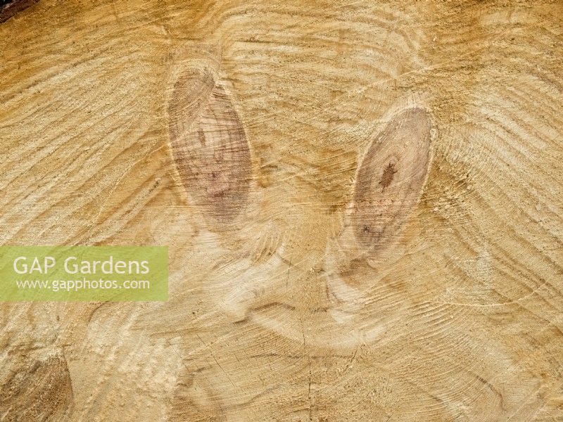 Pinus radiata - Monterey Pine - Journal récemment abattu avec motif visage et yeux