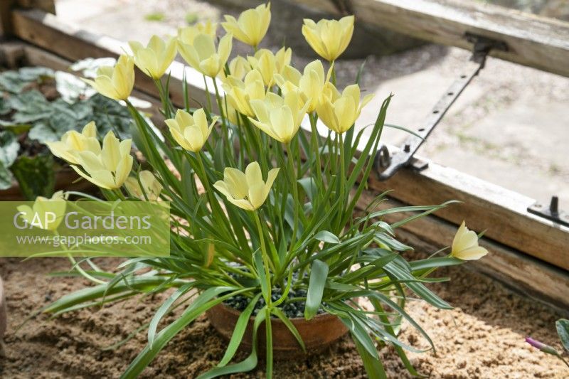 Tulipa linifolia Groupe Batalinii 'Yellow Jewel' - Avril