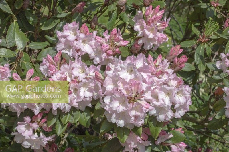 Rhododendron 'Favori des Faggettes'