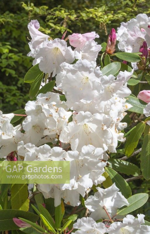Rhododendron 'Loderi Fairyland'
