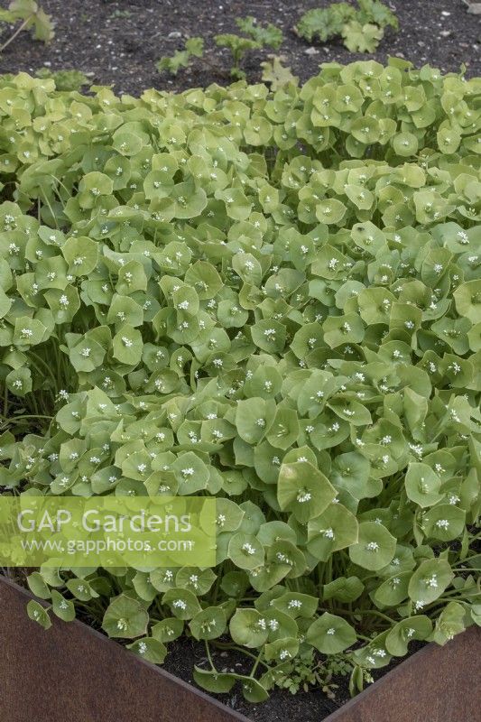 Claytonia perfoliata Pourpier d'hiver Laitue mineure