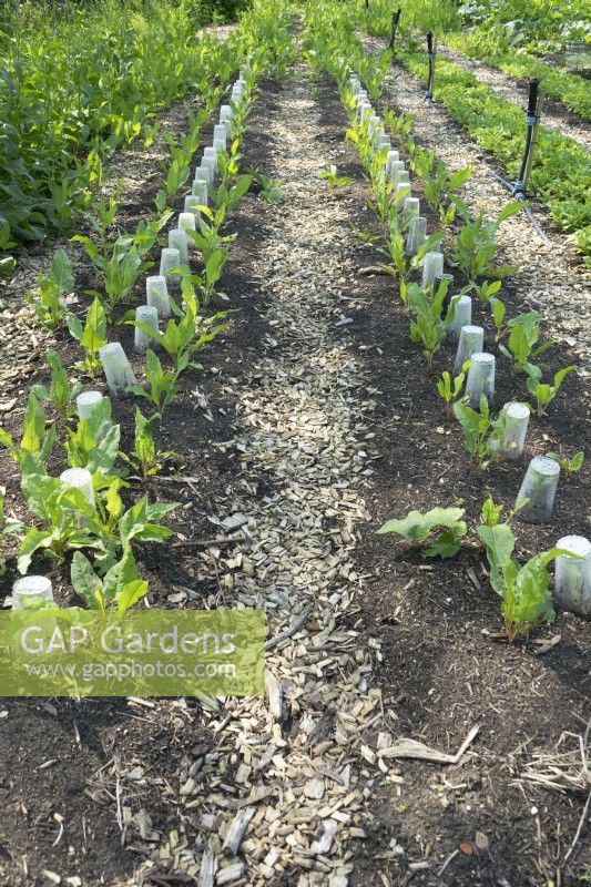 Légumes sous des gobelets en plastique alignés dans un jardin sans creuser.