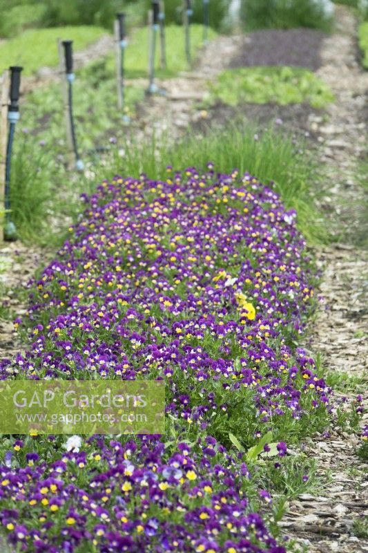 Violettes comestibles violettes et gicleurs dans un jardin sans creuser.