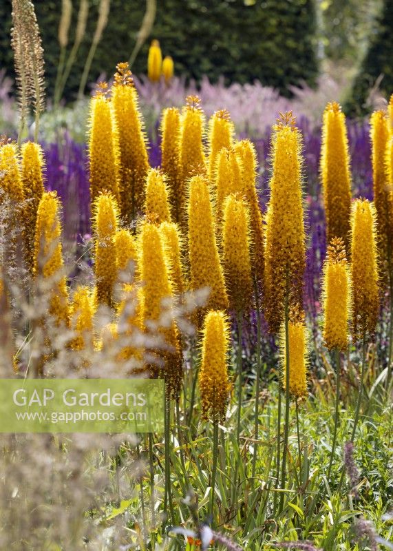 Eremurus robustusm, été juin