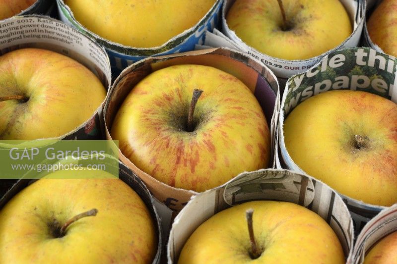Malus domestica Pommes pour le stockage avec séparateurs en papier Janvier