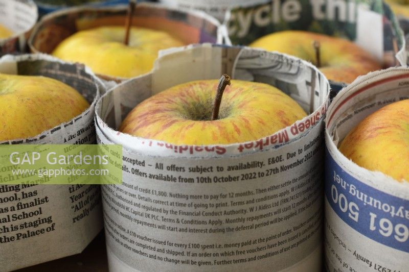 Malus domestica Pommes pour le stockage avec séparateurs en papier Janvier