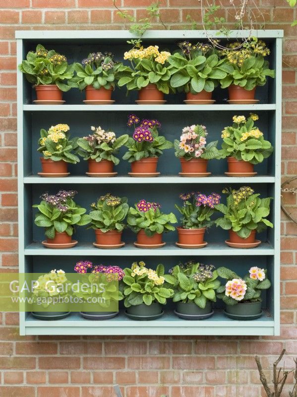 Primulas - affichage sur étagères fixées au mur de briques