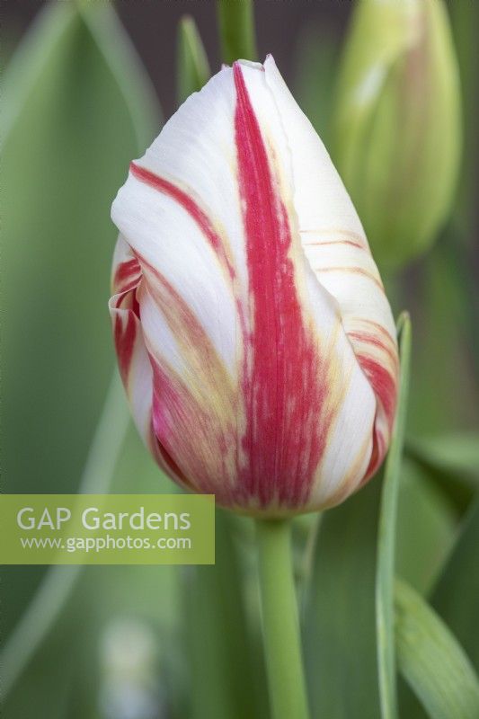 Tulipa Tulipe 'Grand Perfection' bourgeon fermé