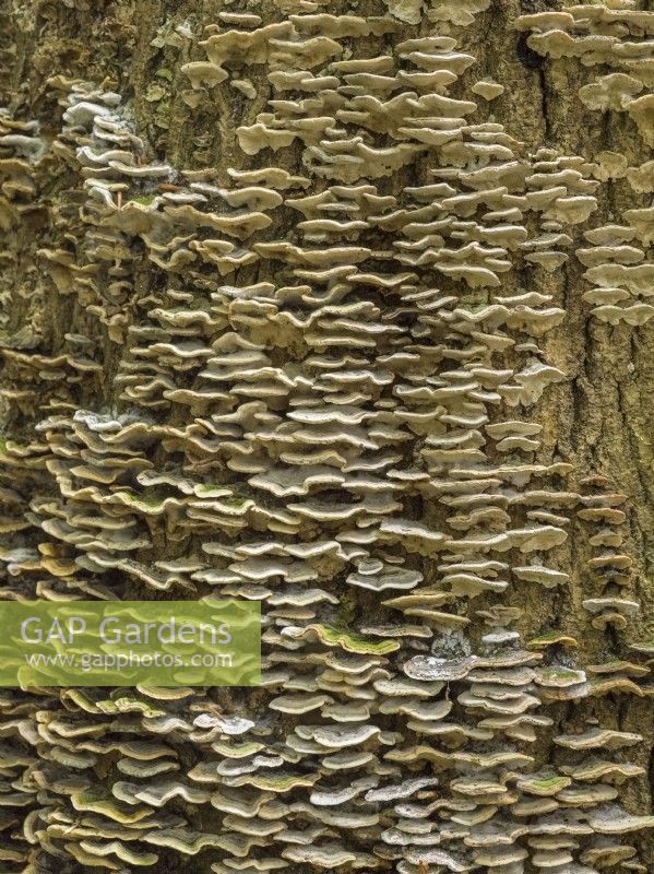 Trametes versicolor - Turkeytail Bracket Fungus sur tronc d'arbre