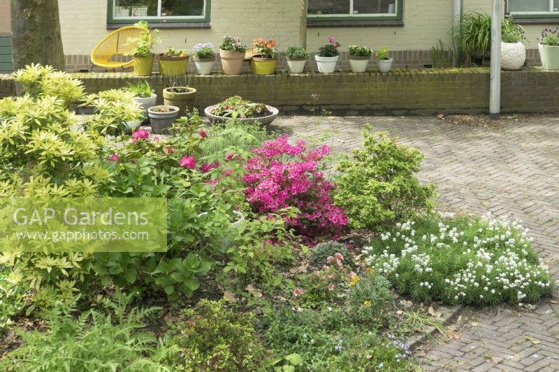 Azalées et arbustes plantés dans un parterre circulaire. Pelargoniums et Lavendula en pots d'affilée sur un mur de pierre dans le jardin de devant.