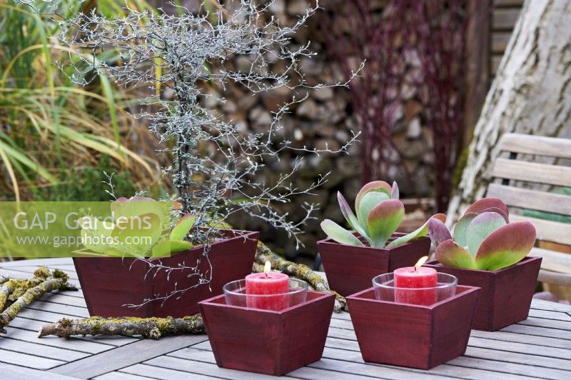 Cotyledon orbiculata, arrangement de table d'oreille de cochon et bougies dans des boîtes rouges