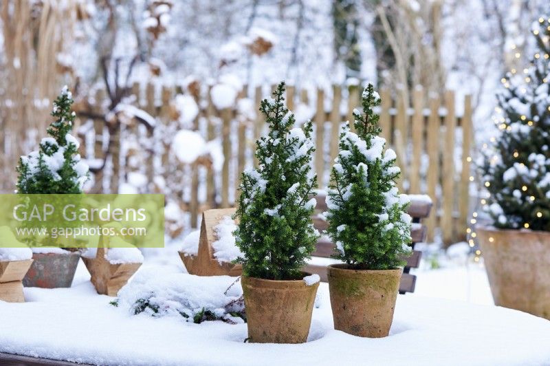 Arrangement de table de Picea glauca 'Conica' dans un pot en céramique entouré de neige et d'étoiles en bois avec vue sur le jardin couvert de neige