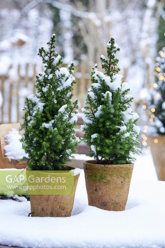 Arrangement de table de Picea glauca 'Conica' dans un pot en céramique entouré de neige