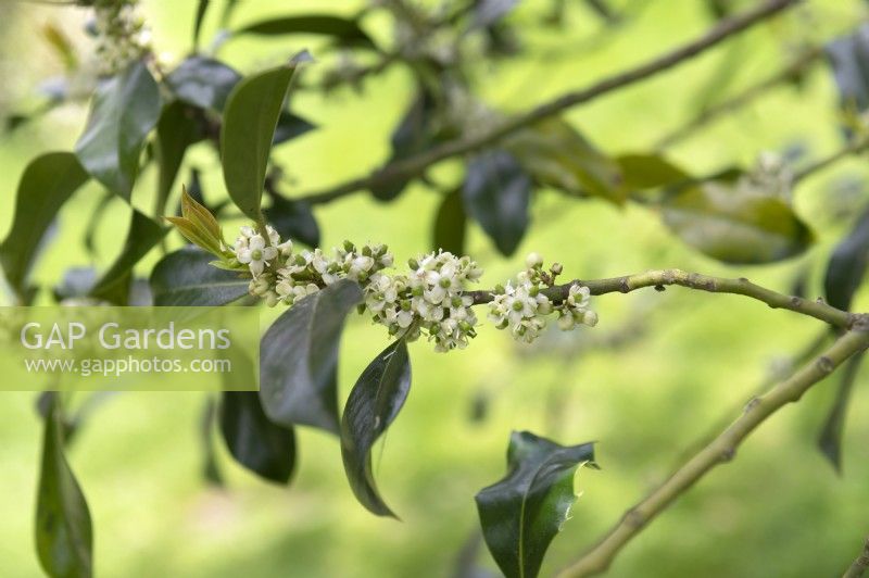 Ilex aquifolium 'Pyramidalis'