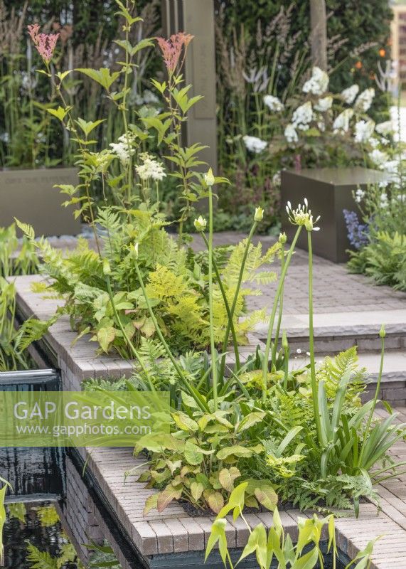 Conception de jardin contemporain, été Juillet