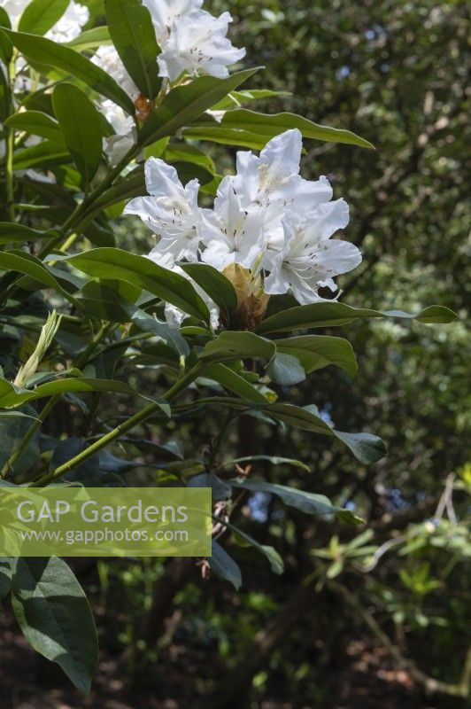 Rhododendron 'Blanc de Loder'