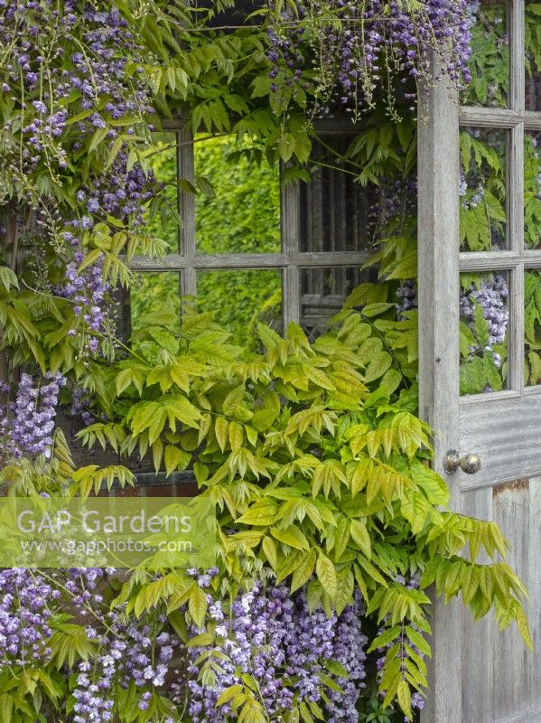 Wisteria sinensis - Glycine de Chine, sur le pavillon dans le jardin méditerranéen East Ruston Old Vicarage Gardens, Norfolk May
