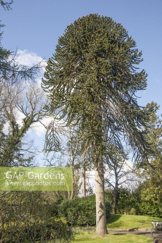Mâle adulte Araucaria araucana syn. puzzle de singe, pin chilien, planté au début du XXe siècle à la périphérie de la ville de Llandovery.