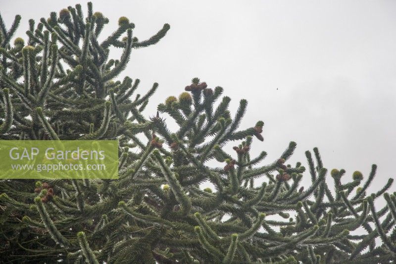 Couvert d'Araucaria araucana syn. casse-tête de singe. L'arbre porte à la fois des fruits mâles et femelles. Seulement environ 1% de l'espèce est monoïque, portant à la fois des cônes femelles et mâles.