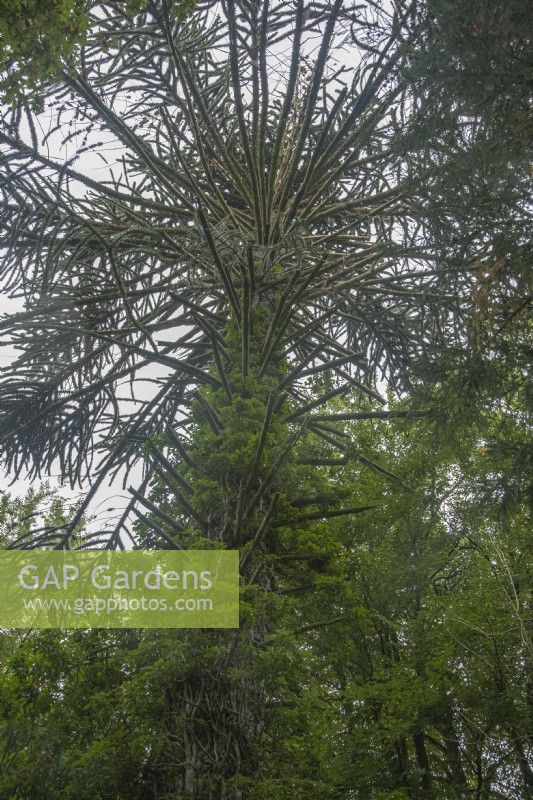 Singe femelle en fructification syn. Araucaria araucana dans une forêt dense de la vallée de Conwy. Probablement planté au 19ème siècle. Beaucoup Hedera syn. lierre.