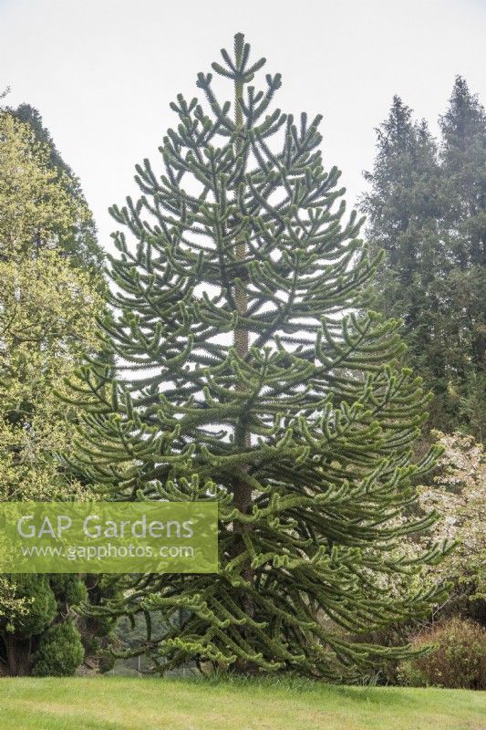 Un Araucaria araucana syn immature. Araucaria imbricata, Monkey Puzzle, pin chilien, planté dans un jardin privé au début du XXIe siècle, importé d'Italie.