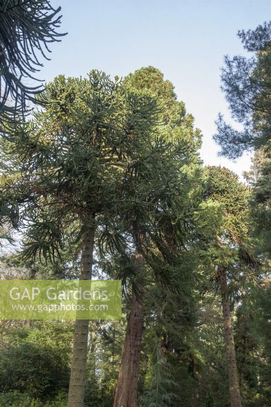 Trois, matures, fructifères, Victorian Araucaria araucana syn. puzzle de singe, pins chiliens dans un jardin privé près de Mold. arbres mâles et femelles.