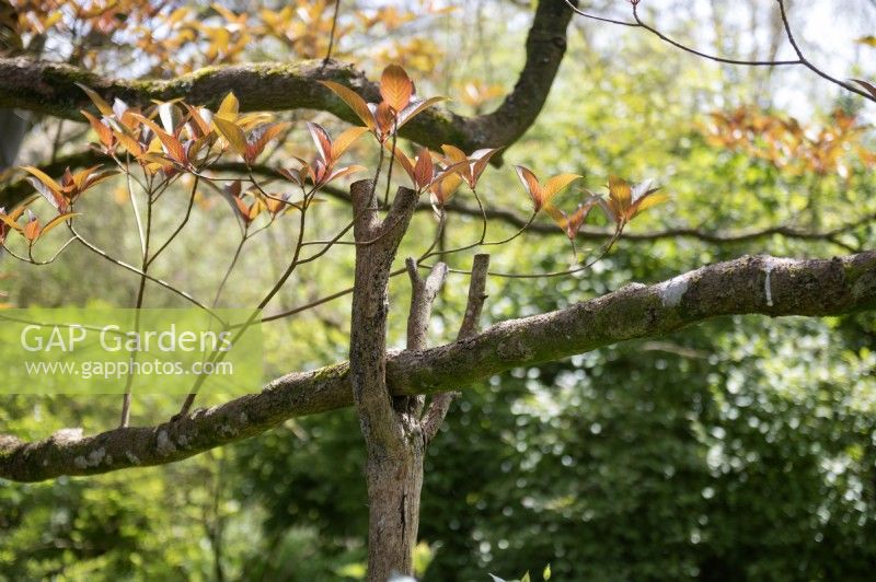 Emmenopterys henryi avec des supports en bois sur les branches.