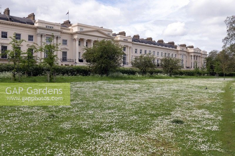 Regent's Park Londres Angleterre Royaume-Uni Un tapis de marguerites Bellis perennis sur les pelouses de la bordure extérieure de Regent's Park qui ont été laissées quelque peu non tondues.