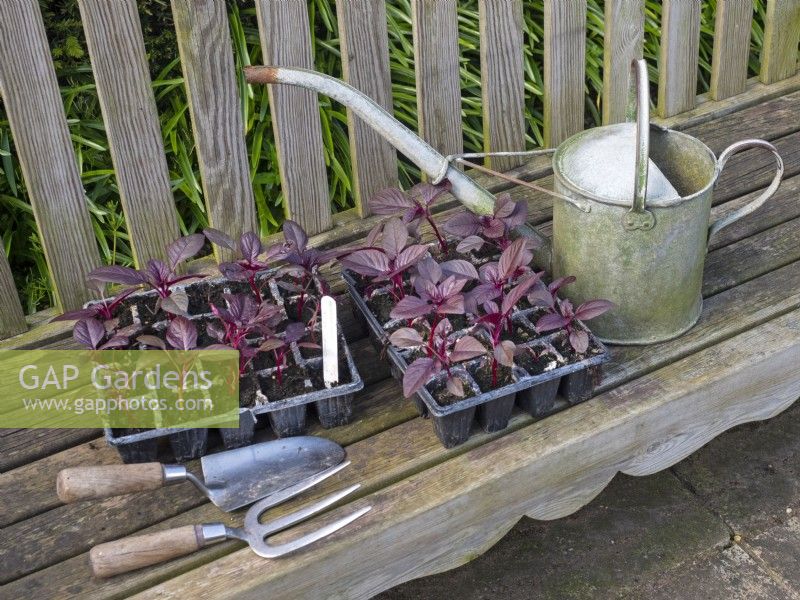 Amaranthus cruentus 'Rideaux de velours' prêts à être plantés au printemps de mai