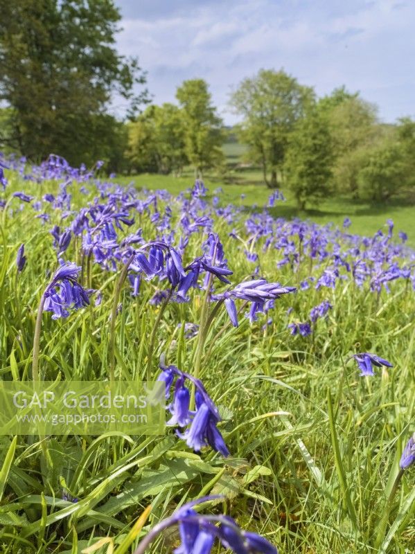 Hyacinthoides non-scripta - English Bluebells dans le parc de Kelling Hall Norfolk