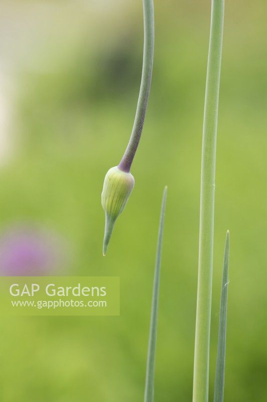 Nerine bowdenii 'Vesta K' - Fleur de lys de Guernesey