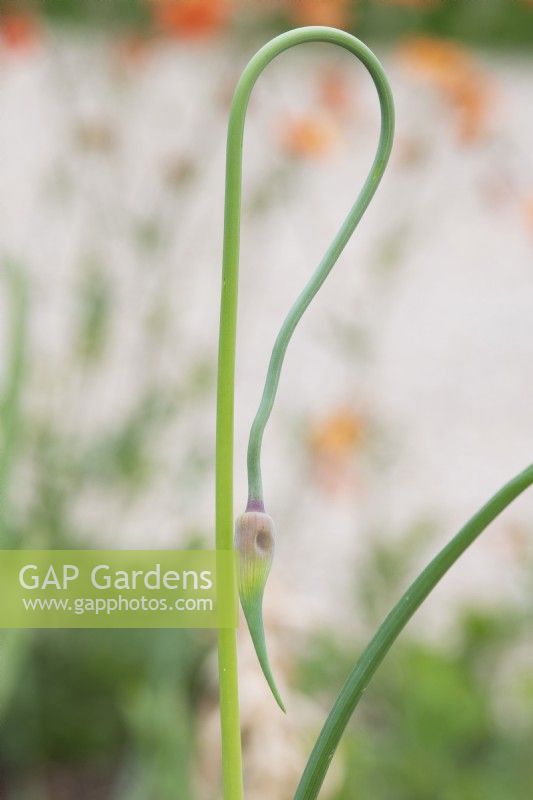 Nerine bowdenii 'Vesta K' - Fleur de lys de Guernesey