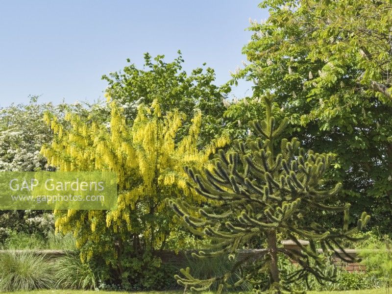 Laburnum anagyroides et Araucaria araucana - Laburnum et Monkey Puzzle arbre dans le jardin de devant
