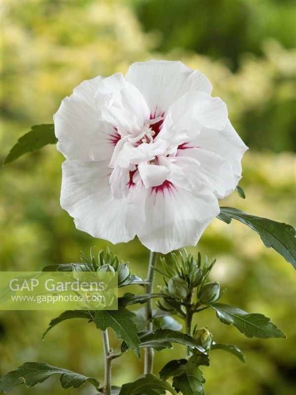 Hibiscus syriacus Speciosus, automne septembre