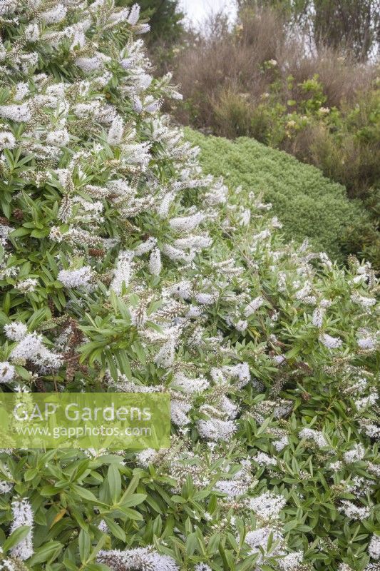 Ceinture-abri arbustive densément plantée dans un jardin côtier. Hébé blanc syn. véronique arbustive. Portraits de plantes. Plantation informelle. Août. Été.