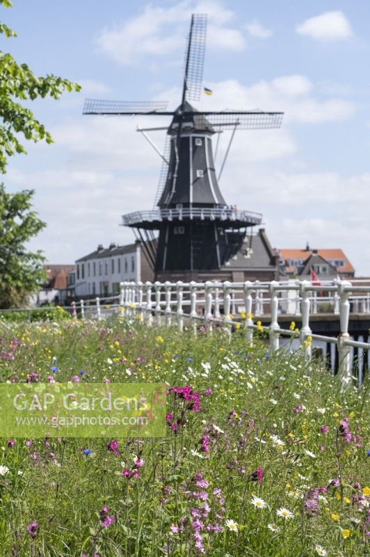 Haarlem Pays-Bas. Coin de la chaussée et du canal laissés en jachère et semés de fleurs sauvages pour favoriser la biodiversité du quartier.