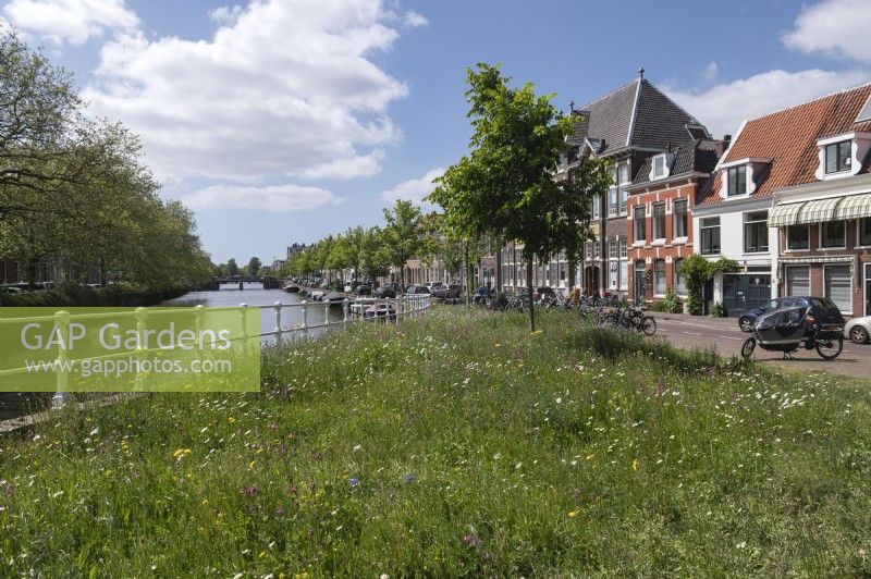 Haarlem Pays-Bas. Coin de la chaussée et du canal laissés en jachère et semés de fleurs sauvages pour favoriser la biodiversité du quartier.