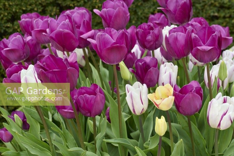 Tulipa 'Negrita' avec Tulipa 'Rems Favourite'