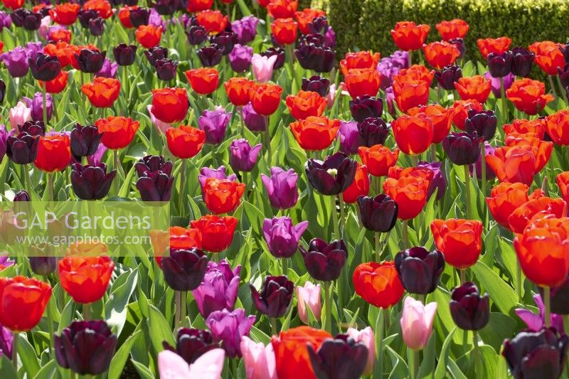 Plantation en masse de Tulipa 'Bastogne', Tulipa 'Paul Scherer', Tulipa 'Passionale', et Tulipa 'Mistress'.